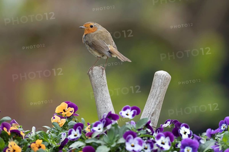 European robin (Erithacus rubecula) adult garden bird on a pair of shears handle in a plant pot with pansy and viola flowers in spring, Suffolk, England, United Kingdom