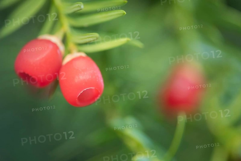English or European yew tree (Taxus baccata) red berries in autumn, Suffolk, England, United Kingdom