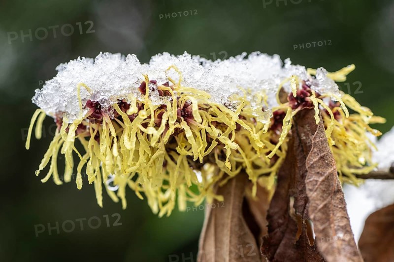 Witch hazel (Hamamelis mollis Pallida), Emsland, Lower Saxony, Germany