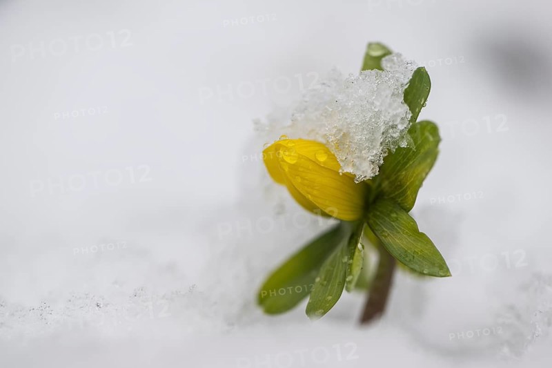 Winter aconite (Eranthis hyemalis), Emsland, Lower Saxony, Germany