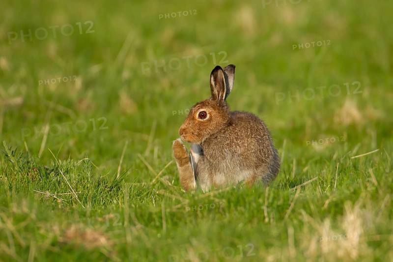 Mountain hare (Lepus timidus) adult animal in its summer coat in a upland grass meadow, Scotland, United Kingdom