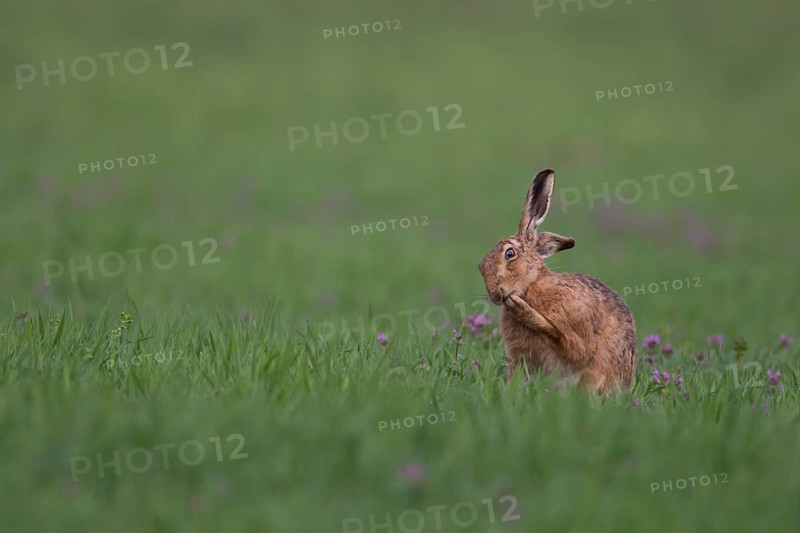 European brown hare (Lepus europaeus) adult animal in a farmland cereal crop field in spring, Suffolk, England, United Kingdom