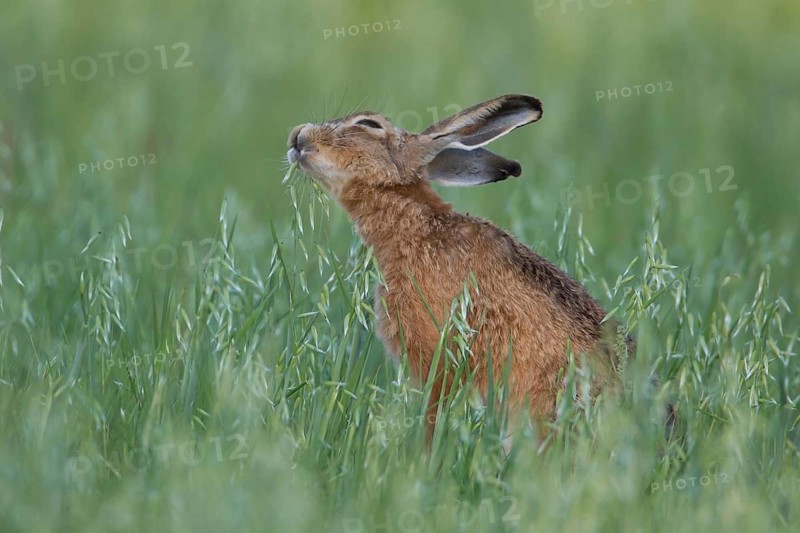 European brown hare (Lepus europaeus) adult animal feeding in a farmland oat cereal field in summer, Suffolk, England, United Kingdom