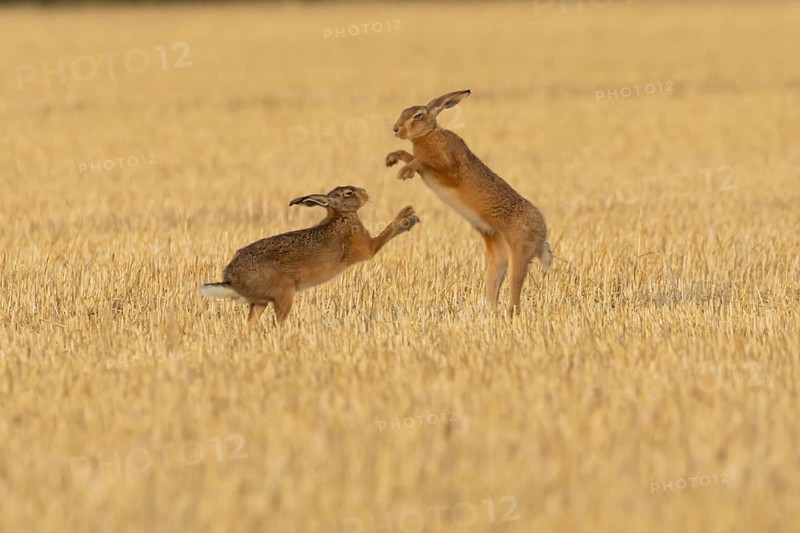 European brown hare (Lepus europaeus) two adult animals hares boxing fighting in a farmland stubble field in summer, Suffolk, England, United Kingdom