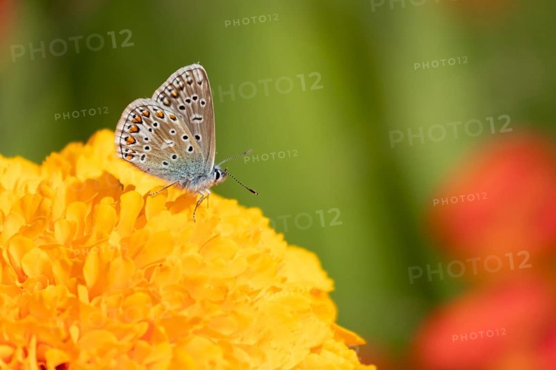 Common blue butterfly (Polyommatus icarus) adult insect feeding on a garden French marigold flower in summer, Suffolk, England, United Kingdom