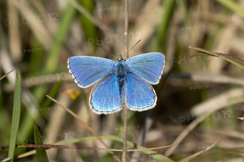 Adonis blue butterfly (Polyommatus bellargus) adult male insect resting on a grass leaf in spring, Cambridgeshire, England, United Kingdom
