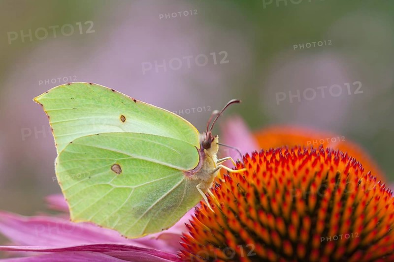 Brimstone butterfly (Gonepteryx rhamni) adult male insect feeding on a Coneflower (Echinacea spp) flower in summer, Suffolk, England, United Kingdom