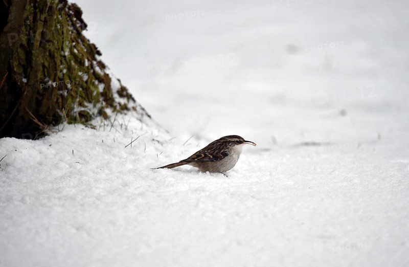 Treecreeper, (Certhia) in the snow, winter, Schleswig-Holstein, Germany