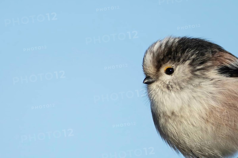 Long tailed tit (Aegithalos caudatus) adult garden bird head portrait, Suffolk, England, United Kingdom