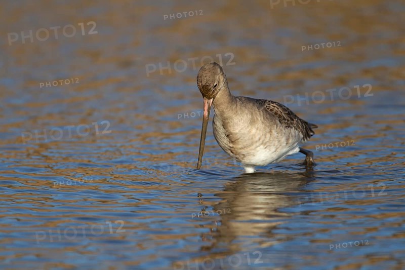 Black tailed godwit (Limosa limosa) adult wader bird in winter plumage feeding in a shallow lagoon, RSPB Titchwell nature reserve, Norfolk, England, United Kingdom