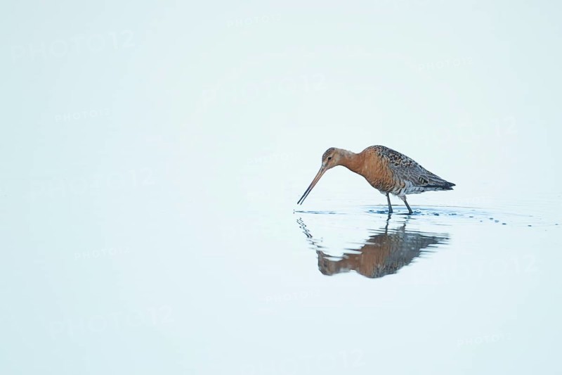 Black tailed godwit (Limosa limosa) adult wader bird in summer plumage feeding in a shallow lagoon, RSPB Titchwell nature reserve, Norfolk, England, United Kingdom