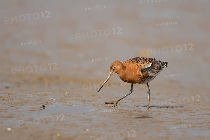 Black tailed godwit (Limosa limosa) adult male wader bird in summer plumage on a mudflat, Norfolk, England, United Kingdom