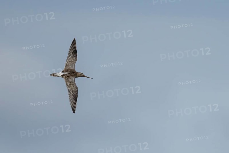 Bar tailed godwit (Limosa lapponica) adult wading bird in winter plumage in flight, RSPB Titchwell marsh nature reserve, Norfolk, England, United Kingdom
