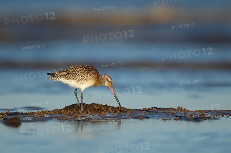 Bar tailed godwit (Limosa lapponica) adult wading bird in winter plumage feeding on a shoreline, Norfolk, England, United Kingdom