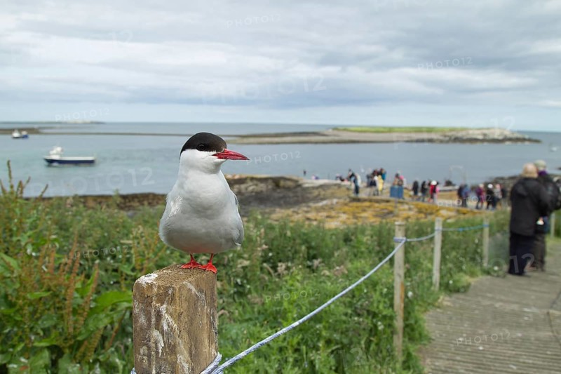 Arctic tern (Sterna paradisaea) adult bird perched on a fence post next to a footpath with people in the background in summer, Farne islands, Northumberland, England, United Kingdom