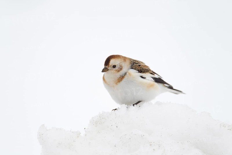 Snow bunting (Plectrophenax nivalis) adult bird on snow in winter, Scotland, United Kingdom