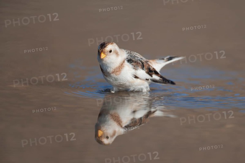 Snow bunting (Plectrophenax nivalis) adult bird in a shallow puddle on a beach in winter, Norfolk, England, United Kingdom