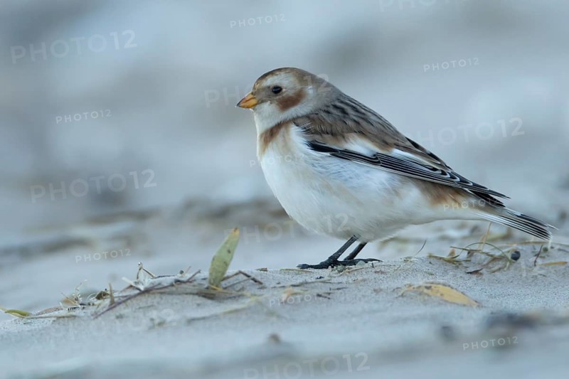 Snow bunting (Plectrophenax nivalis) adult bird on a beach in winter, Norfolk, England, United Kingdom