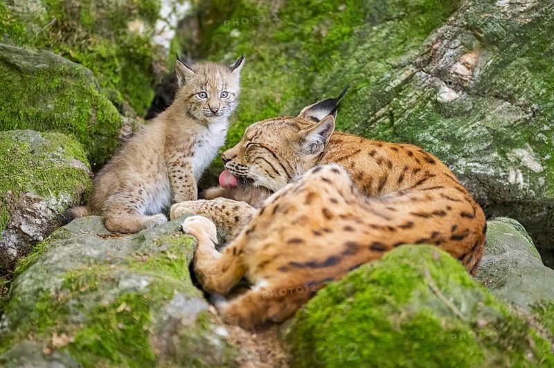 Eurasian lynx (Lynx lynx) mother with her youngsters (cubs) lying on a rock in a forest, Bavaria, Germany