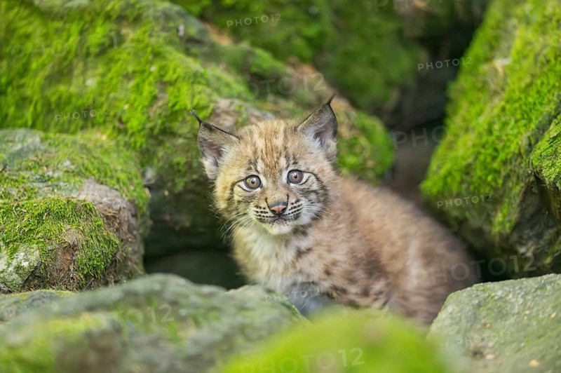 Eurasian lynx (Lynx lynx) youngster (cub) on a rock in a forest, Bavaria, Germany