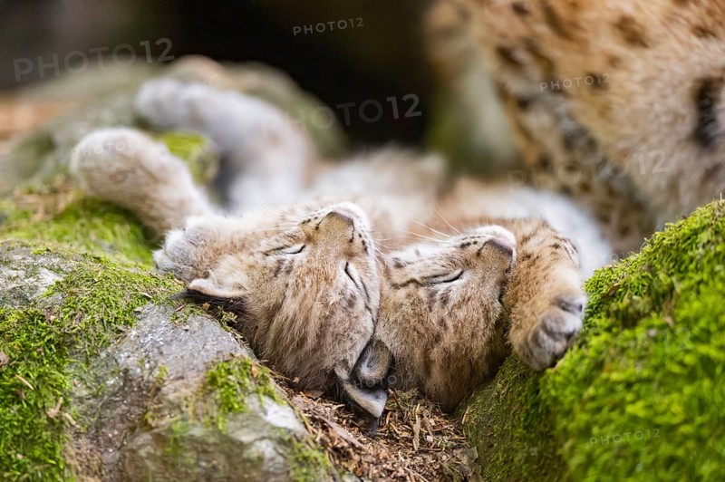 Eurasian lynx (Lynx lynx) youngsters (cubs) lying on a rock in a forest, Bavaria, Germany