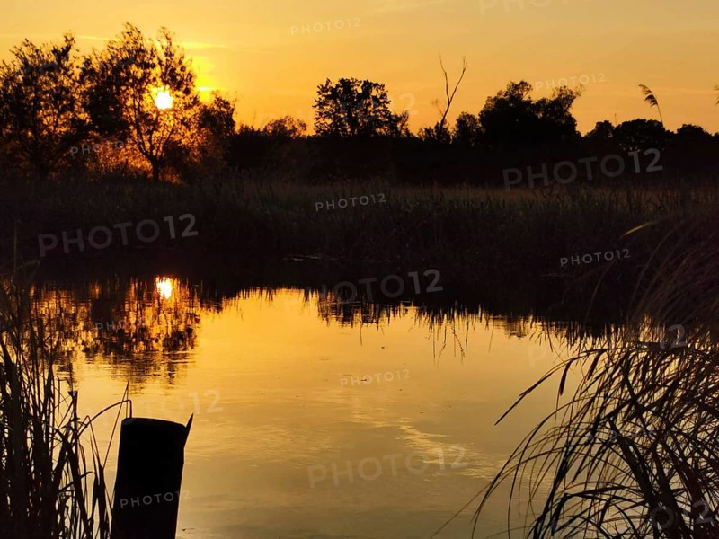 The Spree at sunset with reflecting water and reeds (phragmitis australis), Brandenburg