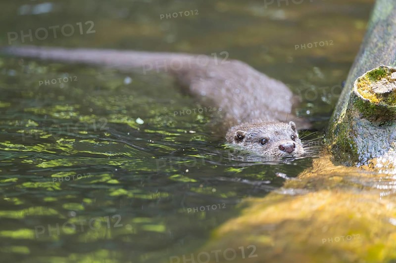 Eurasian otter (Lutra lutra) swimming in the water of a little lake, Bavaria, Germany