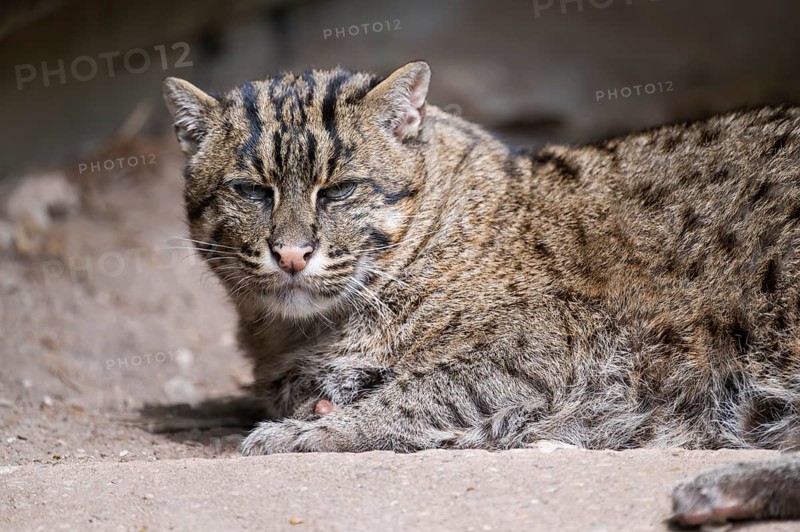 Fishing cat (Prionailurus viverrinus) lying on the ground, Portrait, Germany