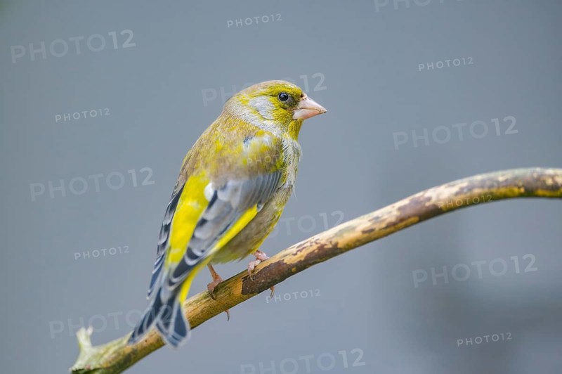 European greenfinch (Chloris chloris) sitting on a branch, Bavaria, Germany
