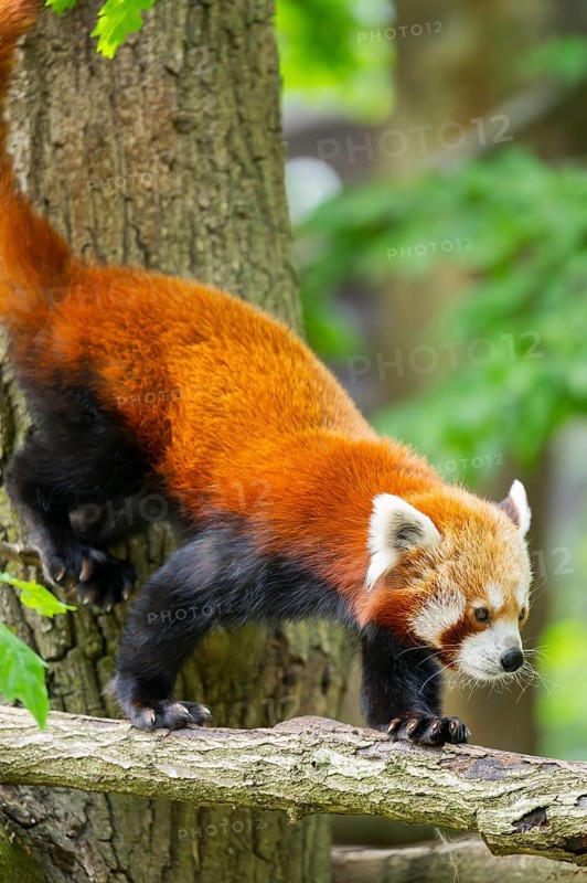 Red panda (Ailurus fulgens) on a tree, Germany