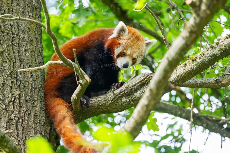 Red panda (Ailurus fulgens) on a tree, Germany