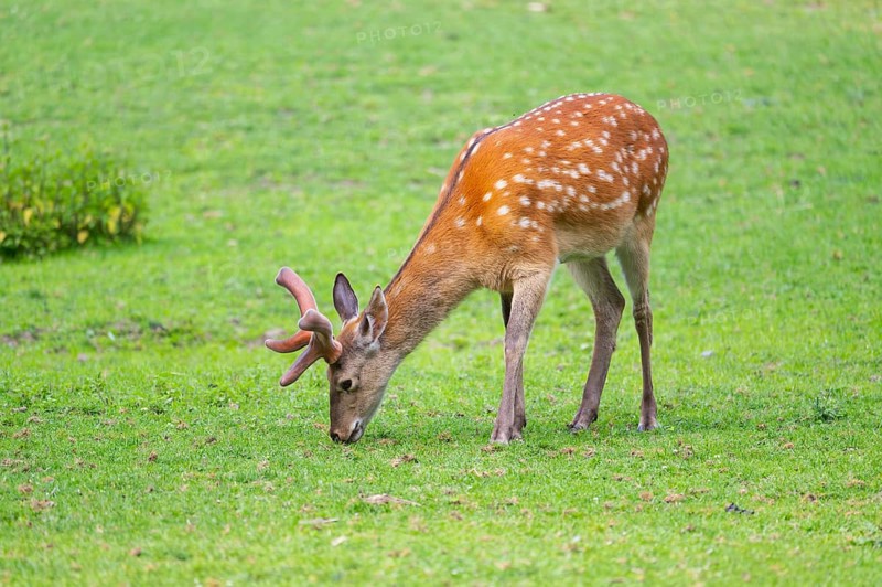 Sika deer (Cervus nippon) male standing on a meadow, Bavaria, Germany
