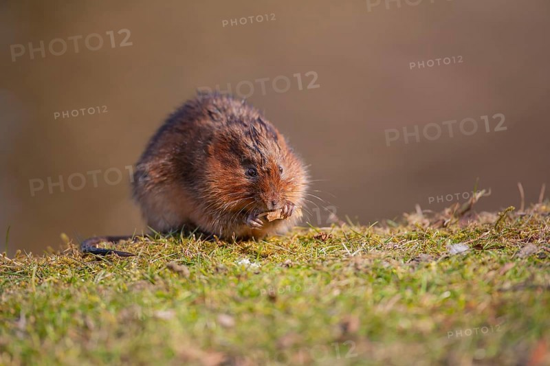 Water vole (Arvicola amphibius) adult rodent animal feeding on a river bank in spring, England, United Kingdom
