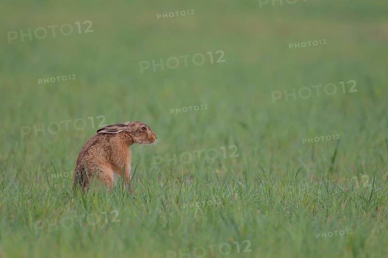 European brown hare (Lepus europaeus) adult animal in a farmland cereal field in spring, Suffolk, England, United Kingdom