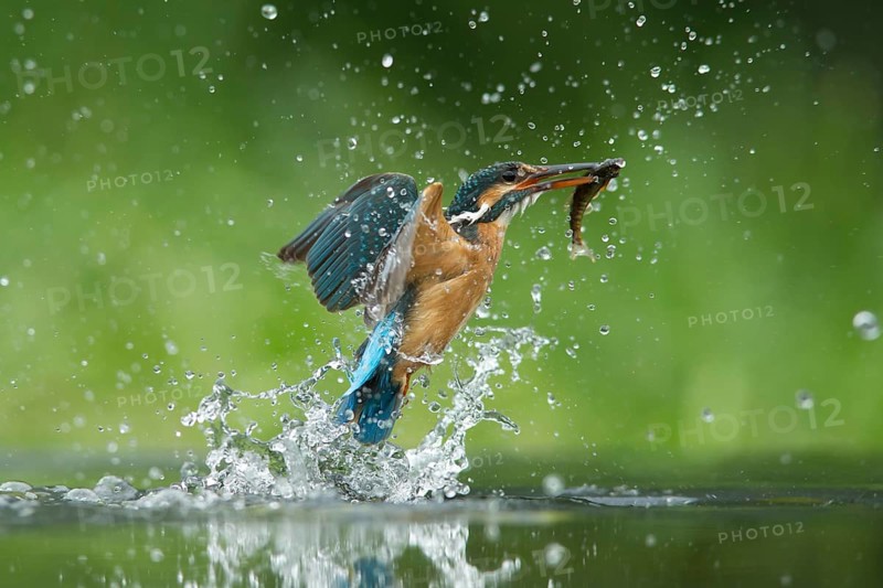 Common kingfisher (Alcedo atthis) adult female bird emerging from the water of a river with a minnow fish in its beak in summer, England, United Kingdom