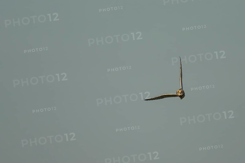 Short eared owl (Asio flammeus) adult bird in flight, England, United Kingdom