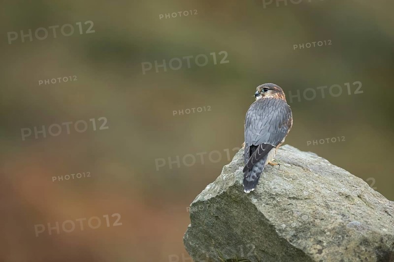 Merlin (Falco columbarius) adult male falcon bird of prey on a rock, Scotland, United Kingdom