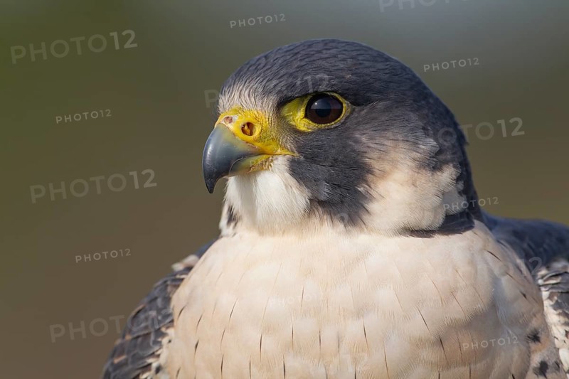 Peregrine falcon (Falco peregrinus) adult bird of prey head portrait, England, United Kingdom