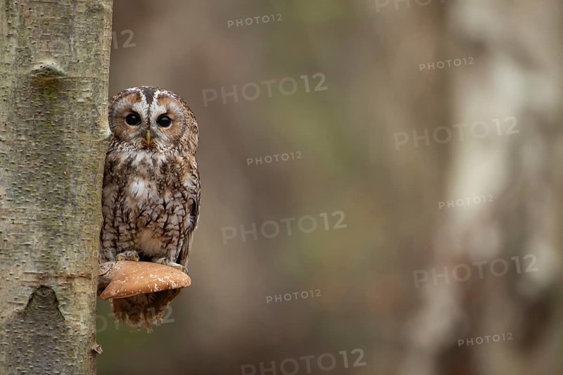Tawny owl (Strix aluco) adult bird on a Bracket fungi on a Silver birch tree in a woodland in autumn, England, United Kingdom