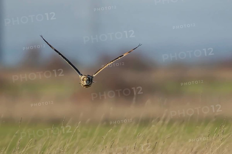 Short eared owl (Asio flammeus) adult bird hunting in flight over grassland, England, United Kingdom