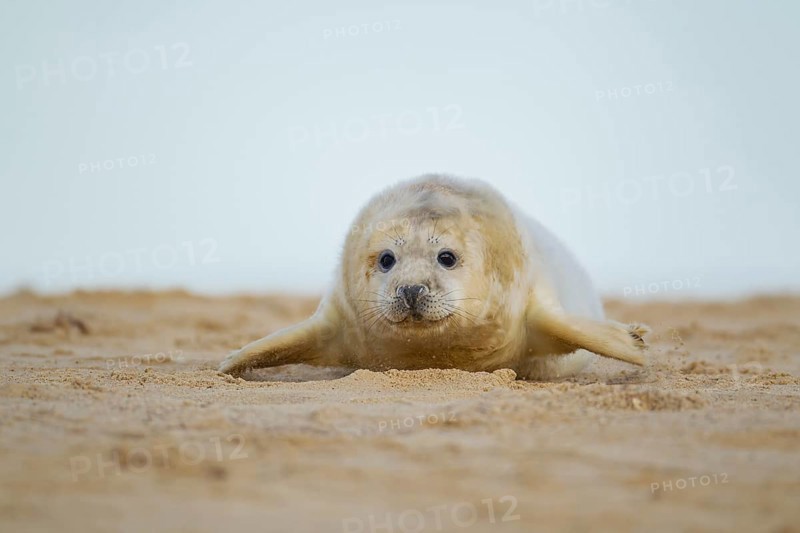 Grey seal (Halichoerus grypus) juvenile baby pup marine mammal on a beach, Norfolk, England, United Kingdom