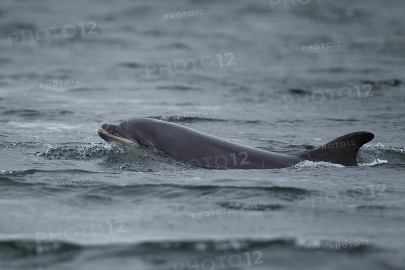 Common bottlenose dolphin (Tursiops truncatus) adult marine mammal surfacing out of the sea, Cromarty Firth, Scotland, United Kingdom