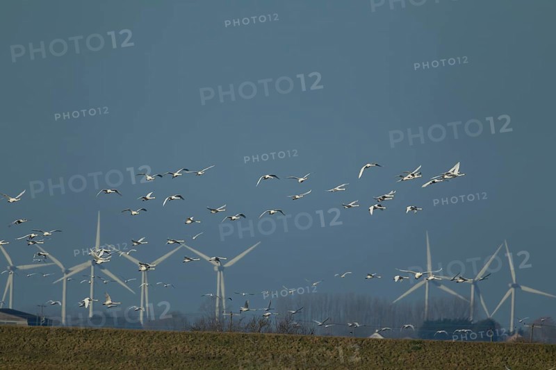 Whooper swan (Cygnus cygnus) adult swans birds in a flock in flight with windfarm turbines in the background, Cambridgeshire, England, United Kingdom