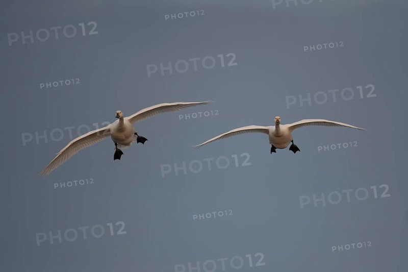 Bewick's swan (Cygnus columbarius) two adult swans birds in flight in winter, England, United Kingdom