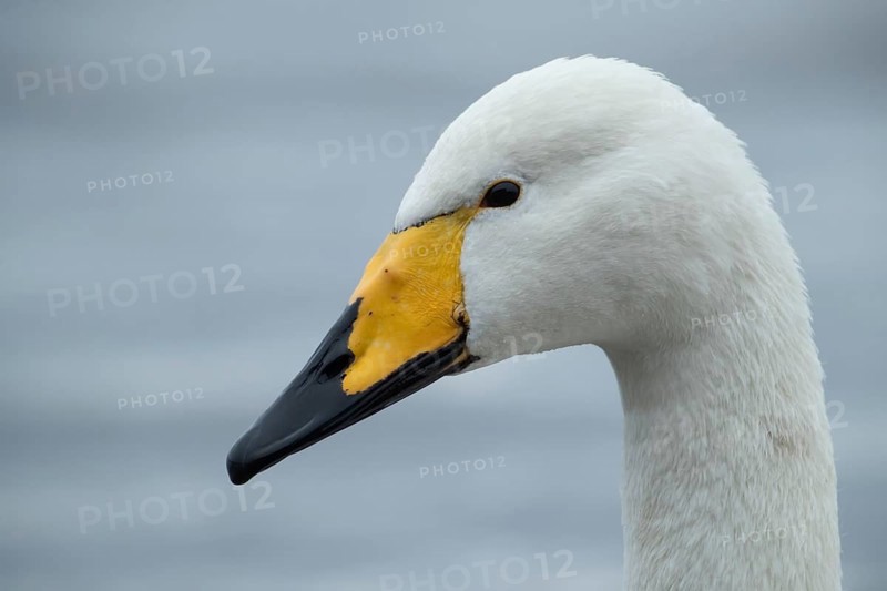 Whooper swan (Cygnus cygnus) adult bird head portrait, England, United Kingdom