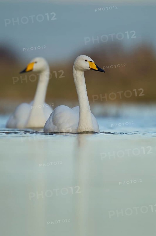 Whooper swan (Cygnus cygnus) two adult birds swans on water of a flooded meadow in winter, Cambridgeshire, England, United Kingdom