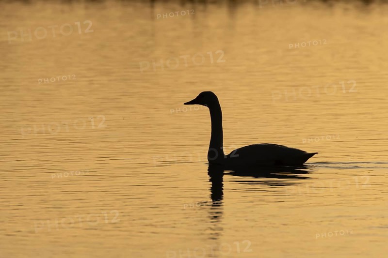 Bewick's Swan (Cygnus columbianus) adult bird on a lagoon silhouette at sunset in winter, RSPB Minsmere nature reserve, Suffolk, England, United Kingdom