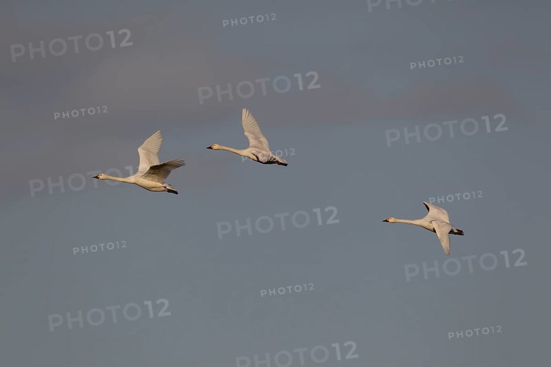 Bewick's swan (Cygnus columbarius) three adult swans birds in flight in winter, Cambridgeshire, England, United Kingdom
