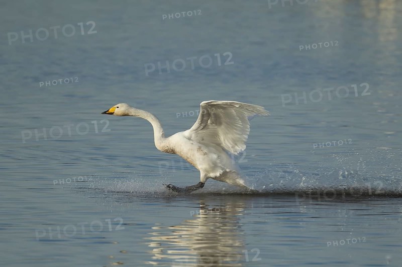 Whooper swan (Cygnus cygnus) adult bird in flight landing on water of a flooded meadow in winter, Cambridgeshire, England, United Kingdom