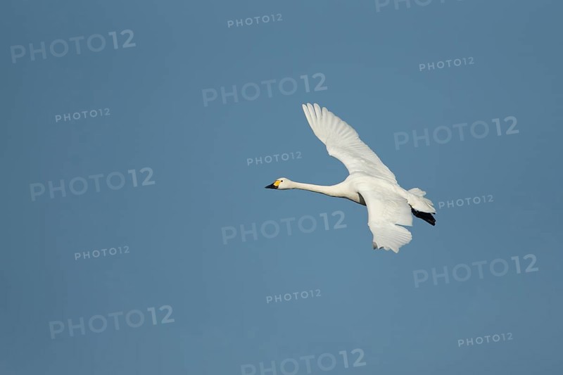 Bewick's Swan (Cygnus columbianus) adult bird flying in winter, England, United Kingdom